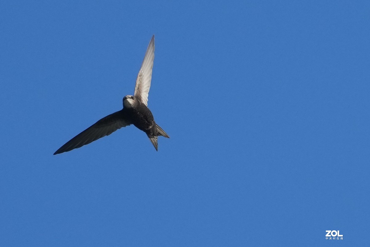 A1试机---小燕一次连飛过程，仅剪裁无任何后期，用JPG格式拍摄！