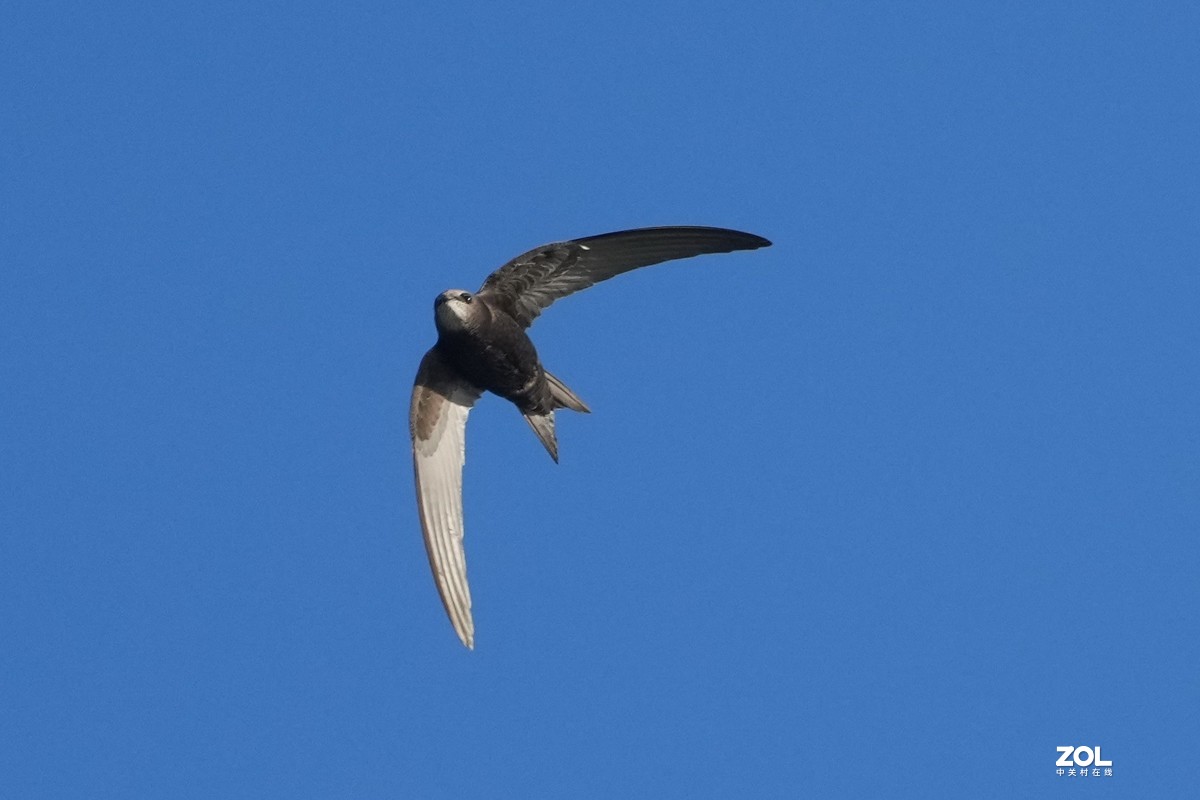 A1试机---小燕一次连飛过程，仅剪裁无任何后期，用JPG格式拍摄！