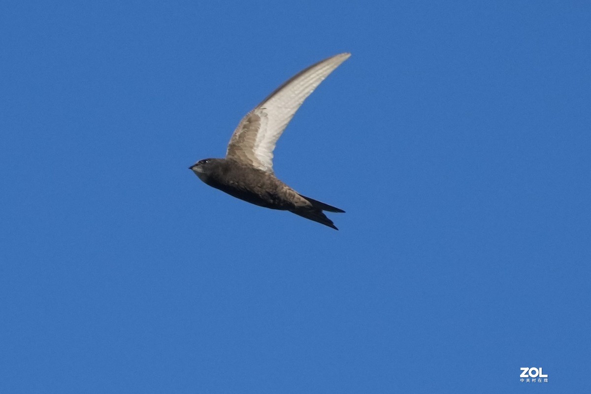 A1试机---小燕一次连飛过程，仅剪裁无任何后期，用JPG格式拍摄！