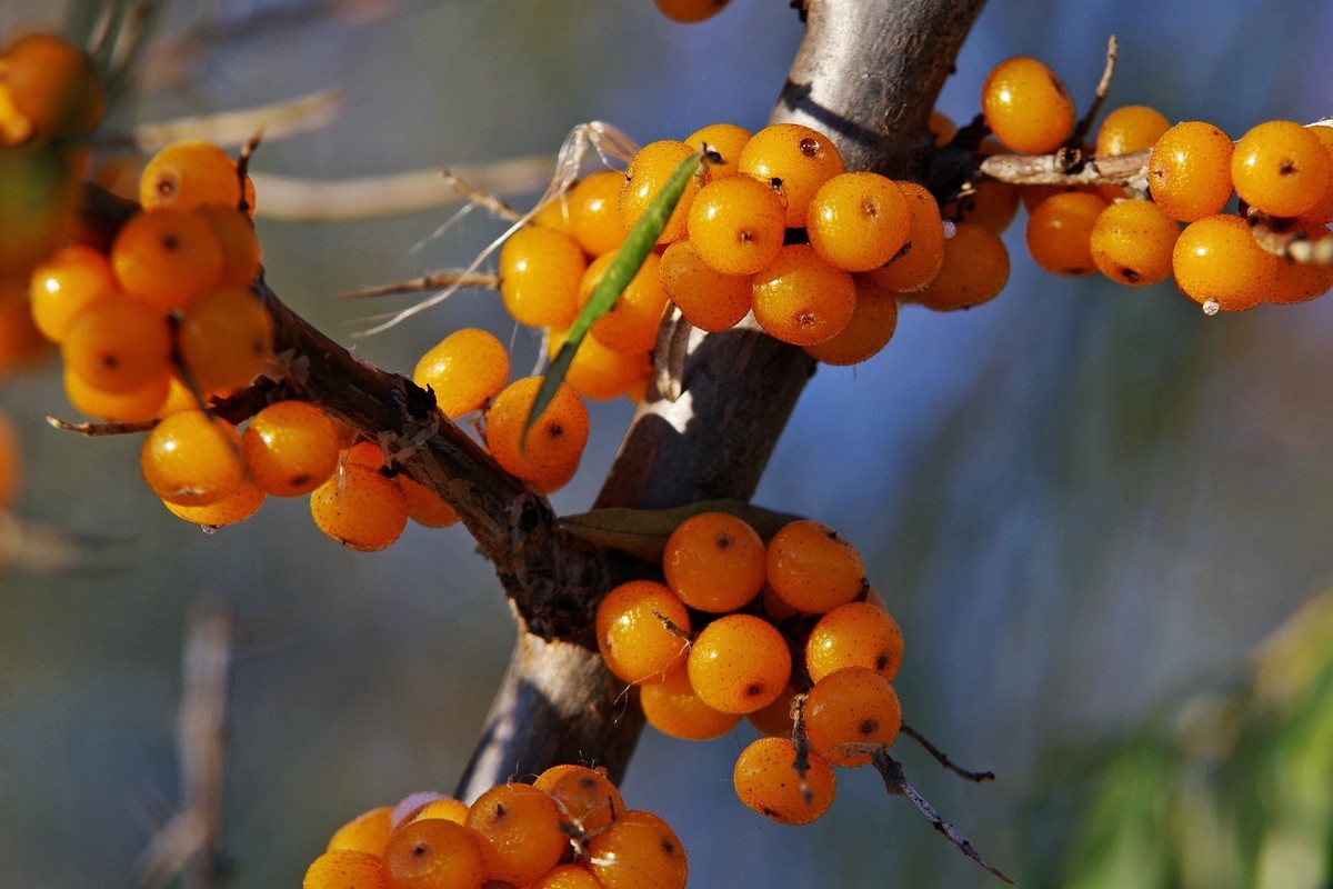 沙棘果腾龙镜头