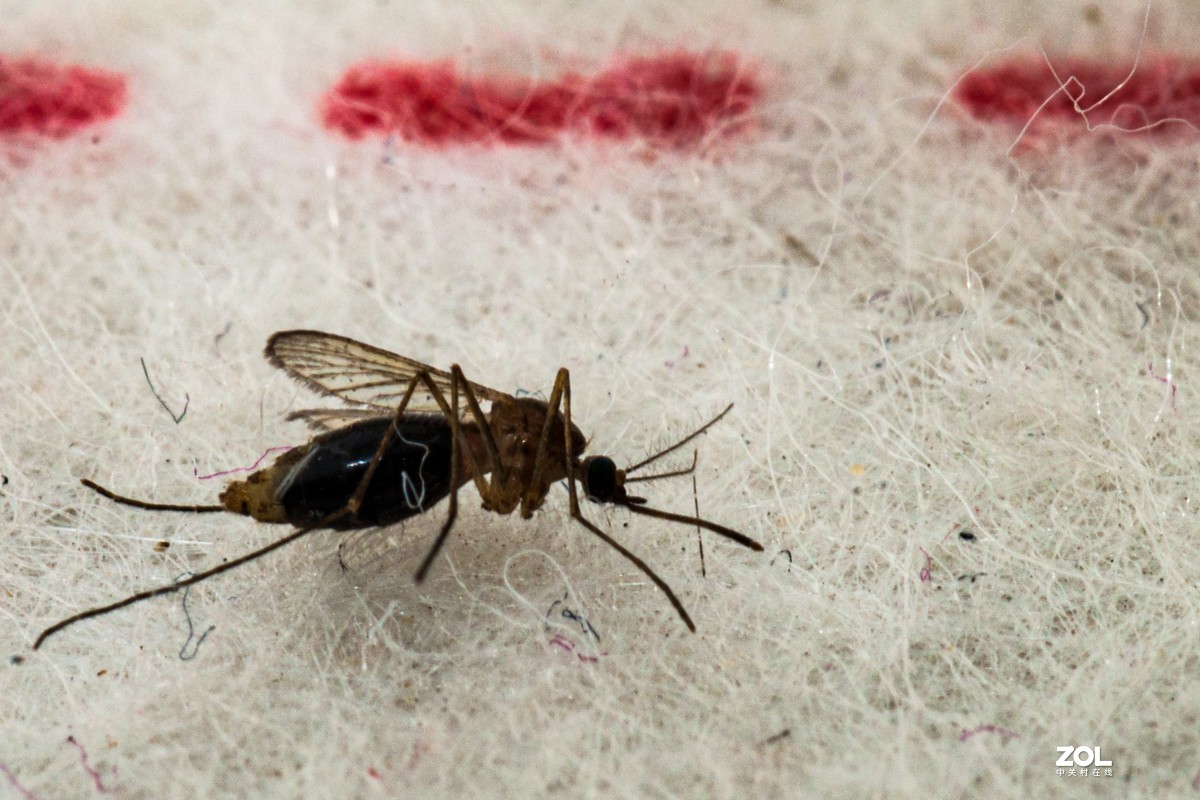 蚊子特写