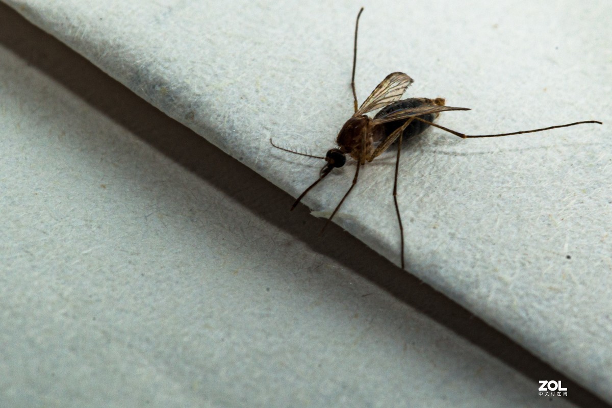 蚊子特写