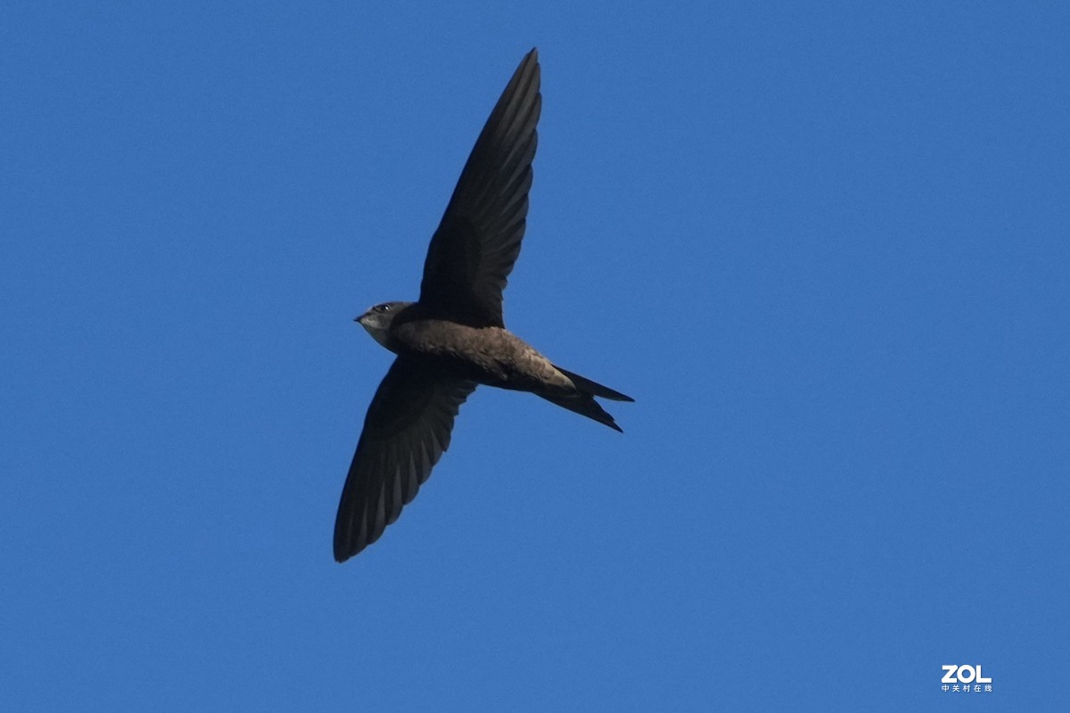 A1试机---小燕一次连飛过程，仅剪裁无任何后期，用JPG格式拍摄！