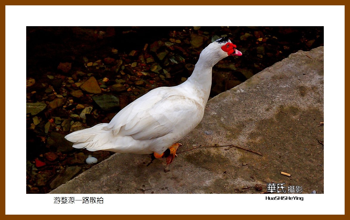 玩在江西144——游婺源一路散拍之三（江西上饶市婺源县） 告别江西