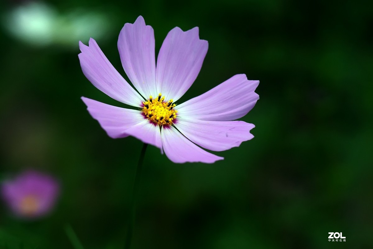 老箱底_格桑花3