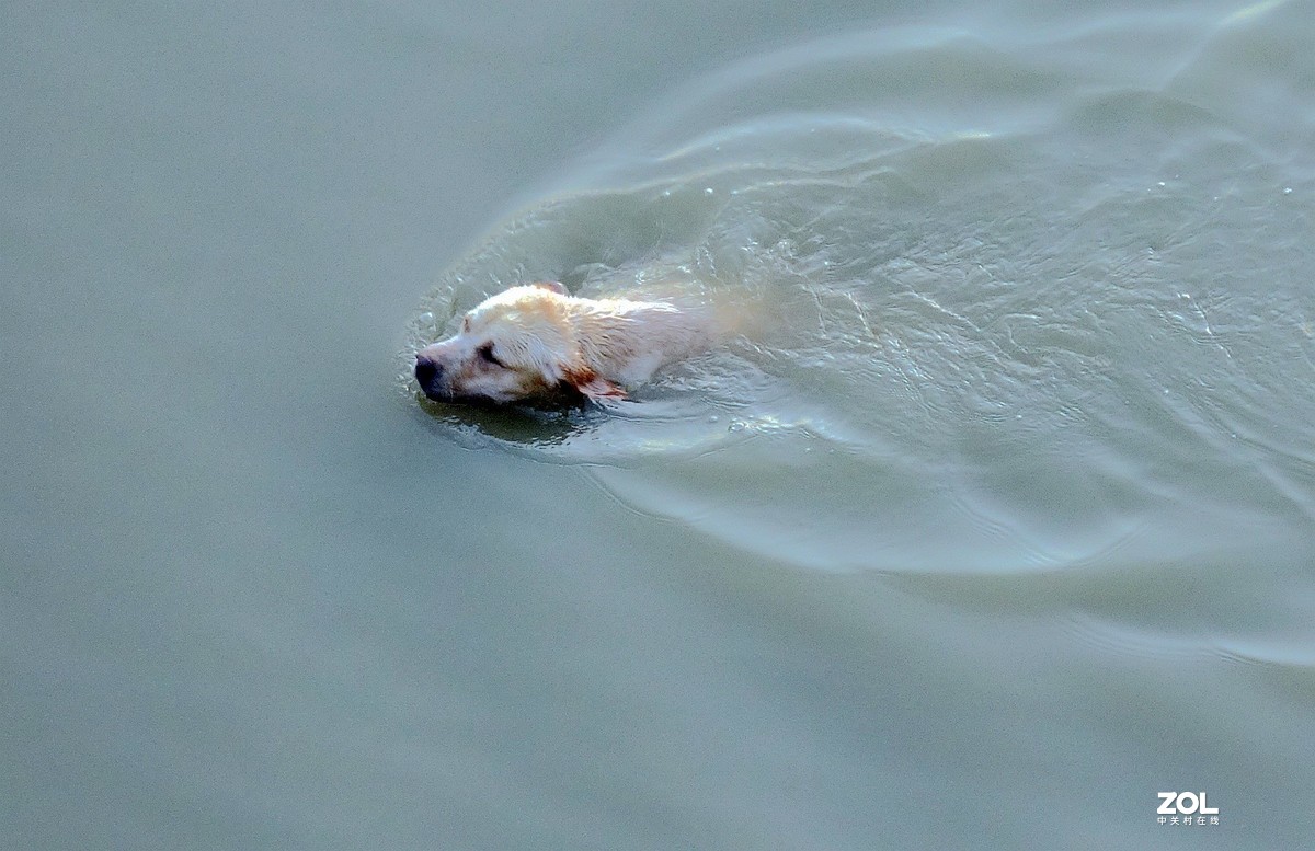 夏天狗狗游泳