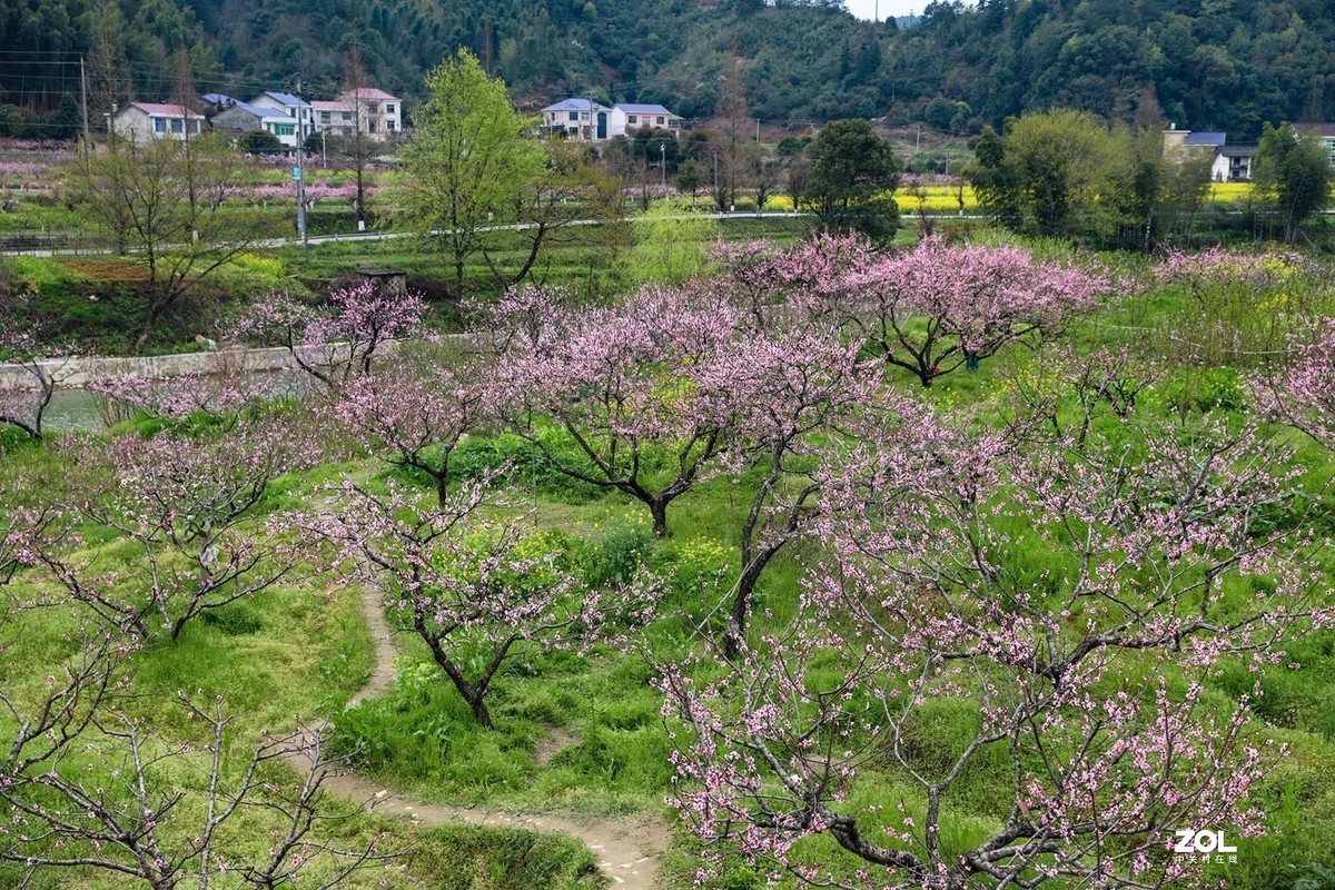 滿山桃花