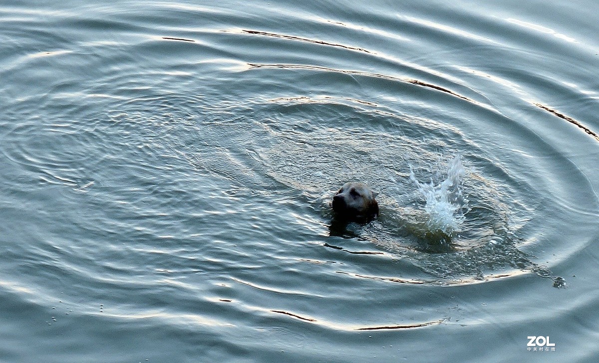夏天狗狗游泳