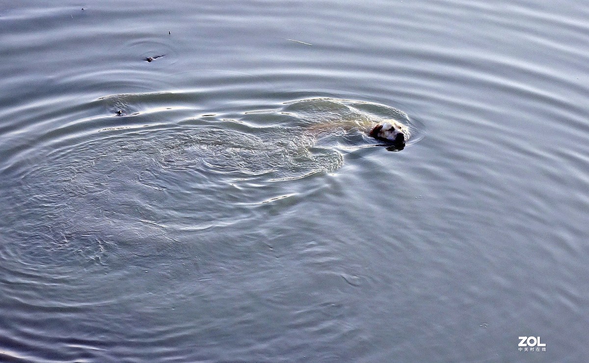 夏天狗狗游泳