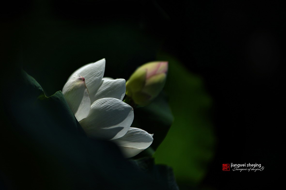 光影荷花（第一集）——11P