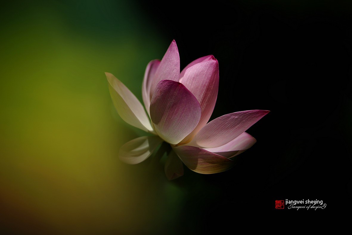 光影荷花（第一集）——11P