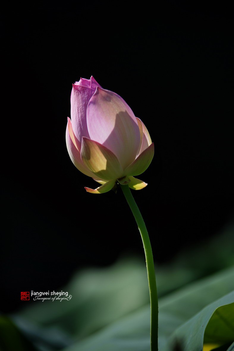 光影荷花（第一集）——11P