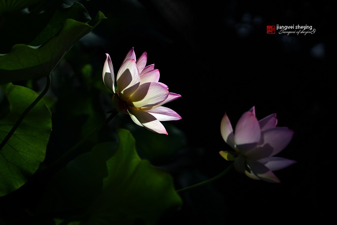 光影荷花（第一集）——11P