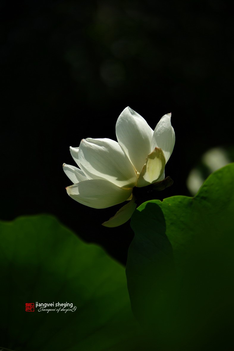 光影荷花（第一集）——11P