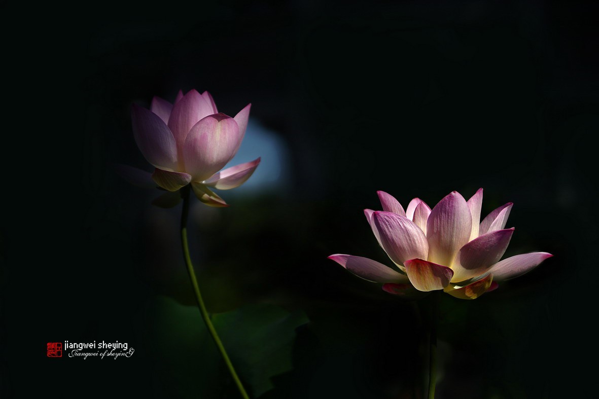 光影荷花（第一集）——11P