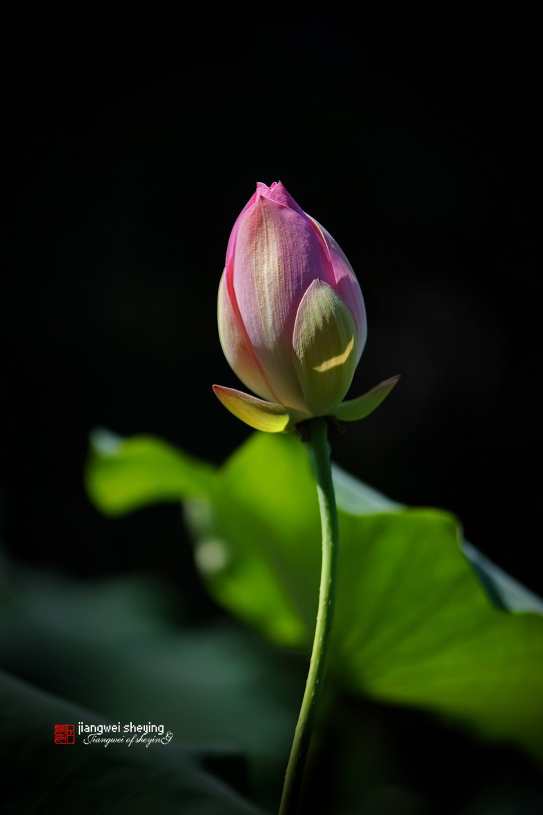 光影荷花（第一集）——11P