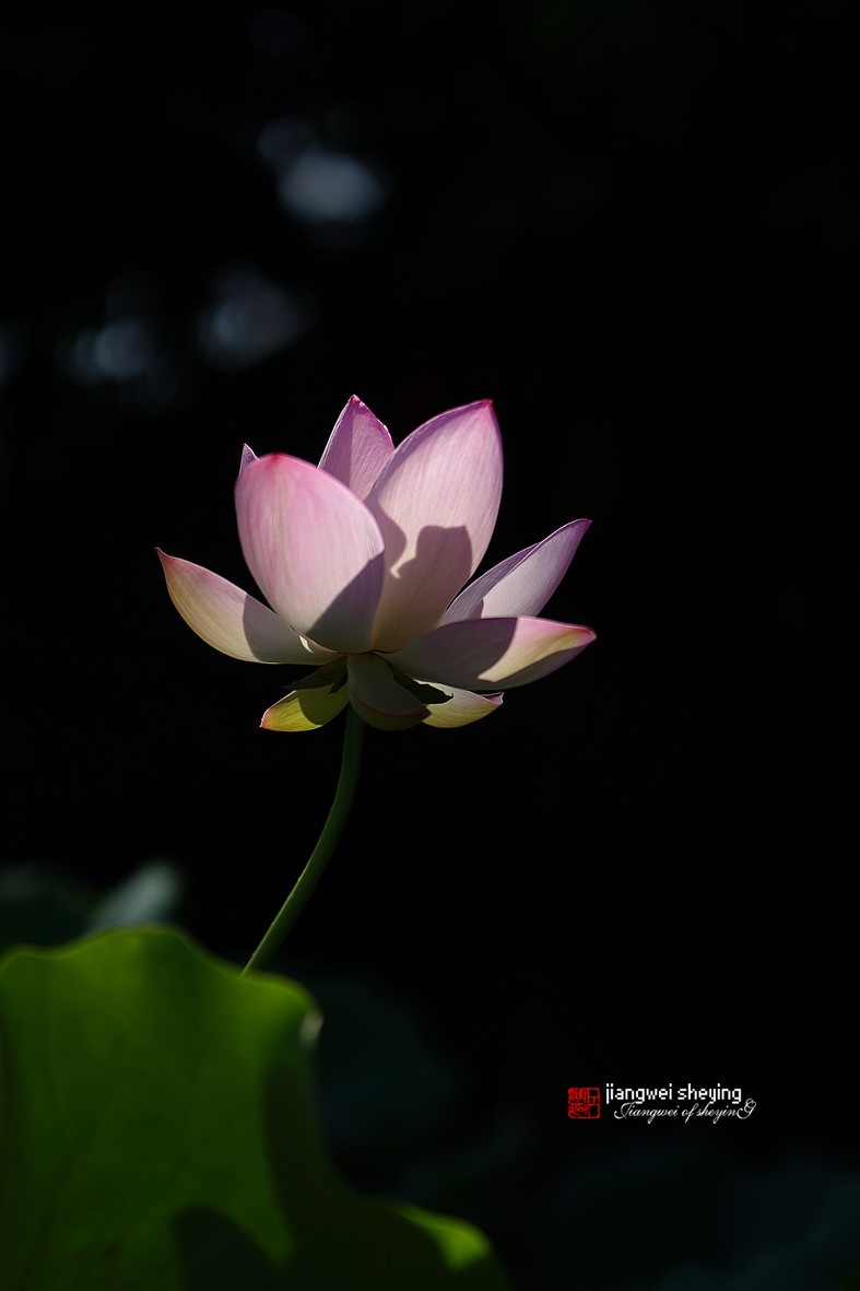 光影荷花（第一集）——11P