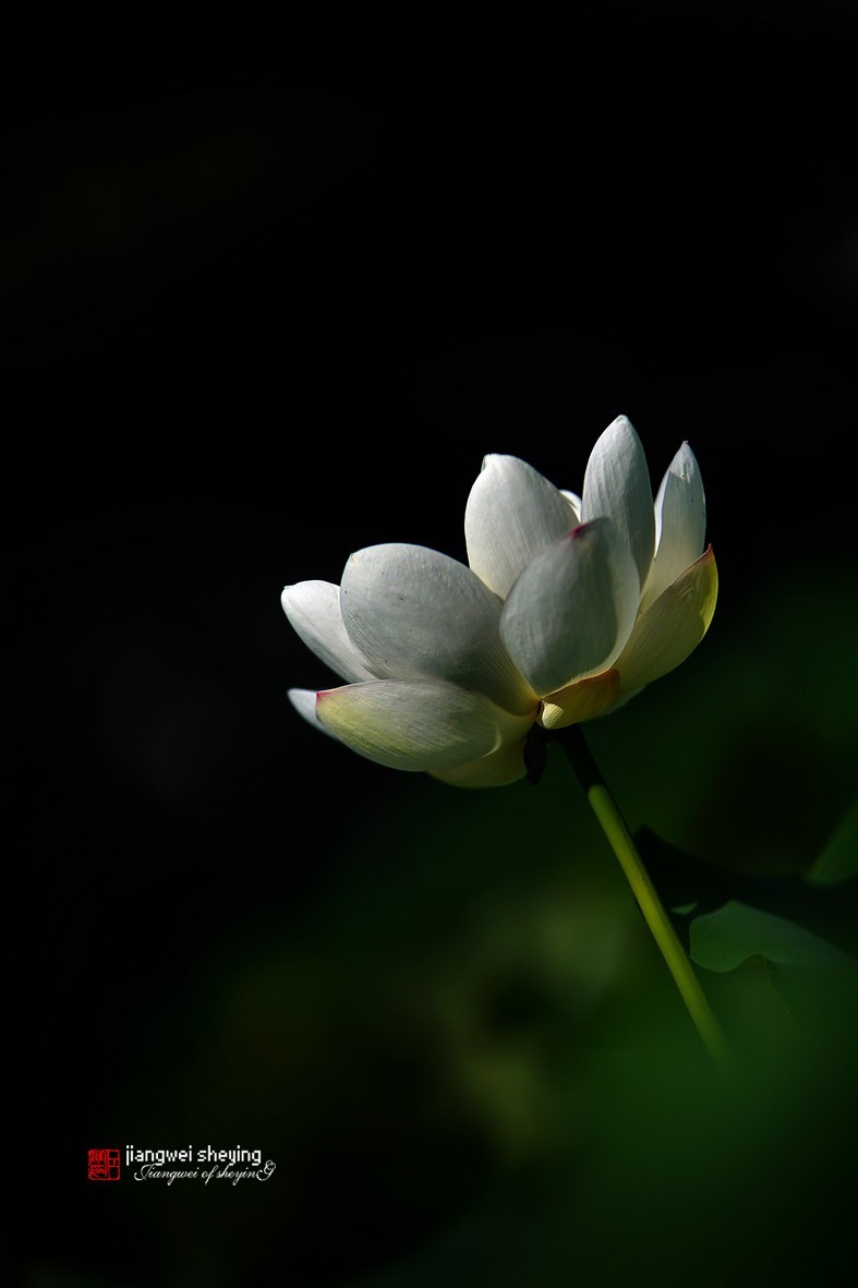 光影荷花（第一集）——11P