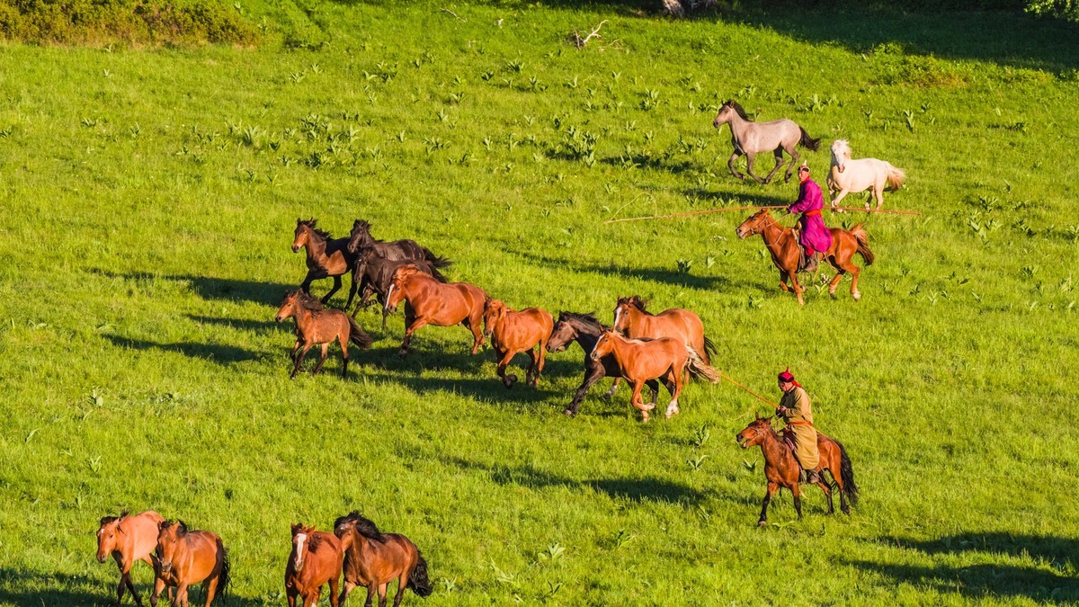 又见乌兰布统之二十一群马奔腾之二