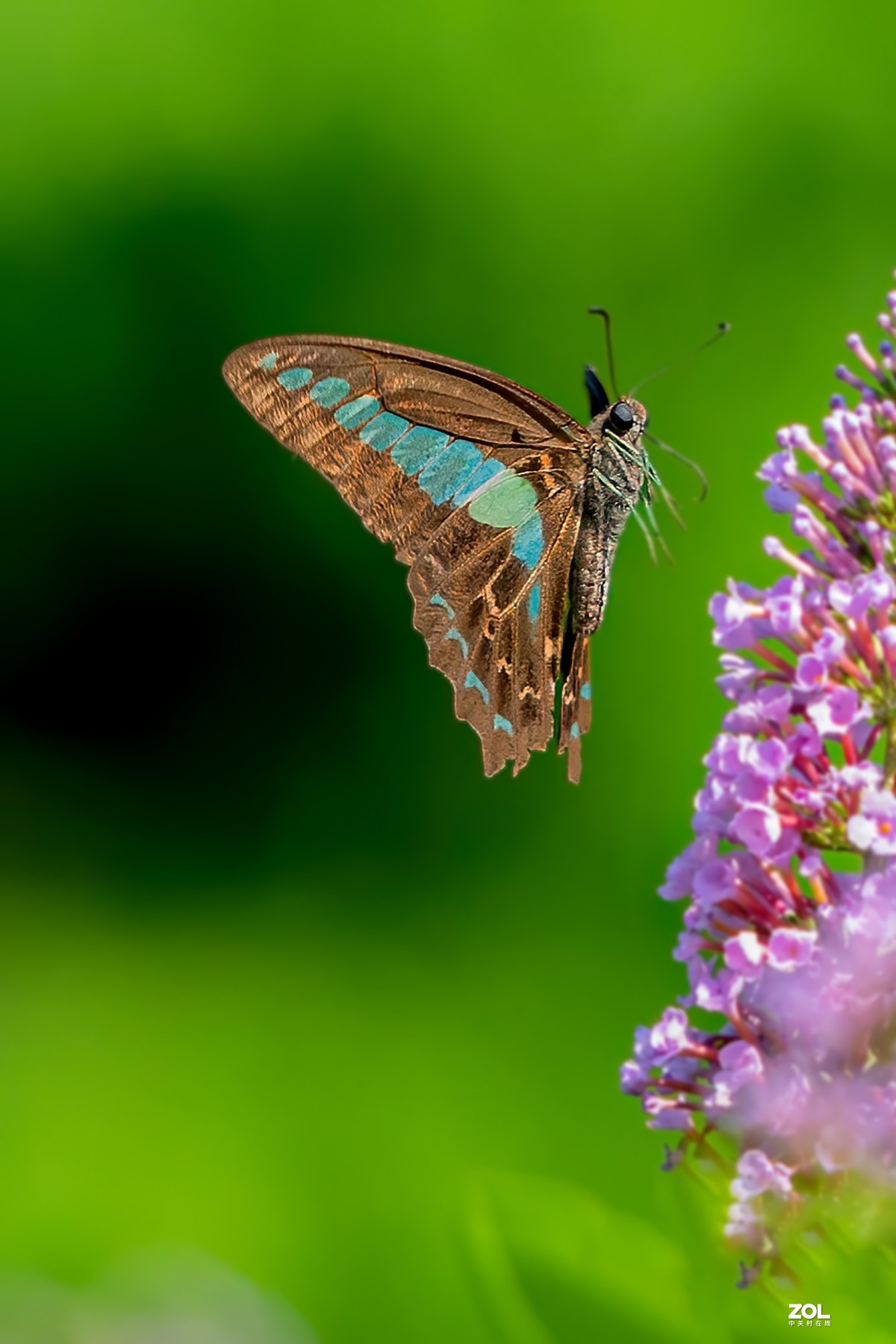 石湖拍蝴蝶2青凤蝶