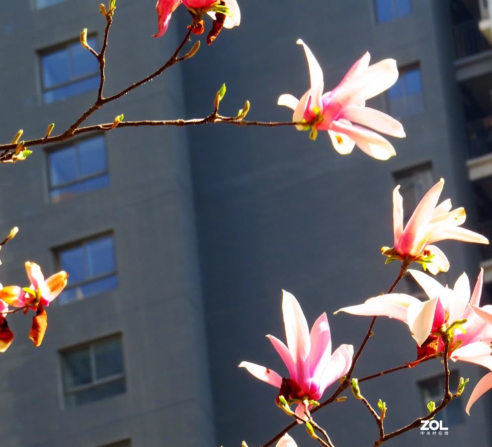 花卉系列【2128】