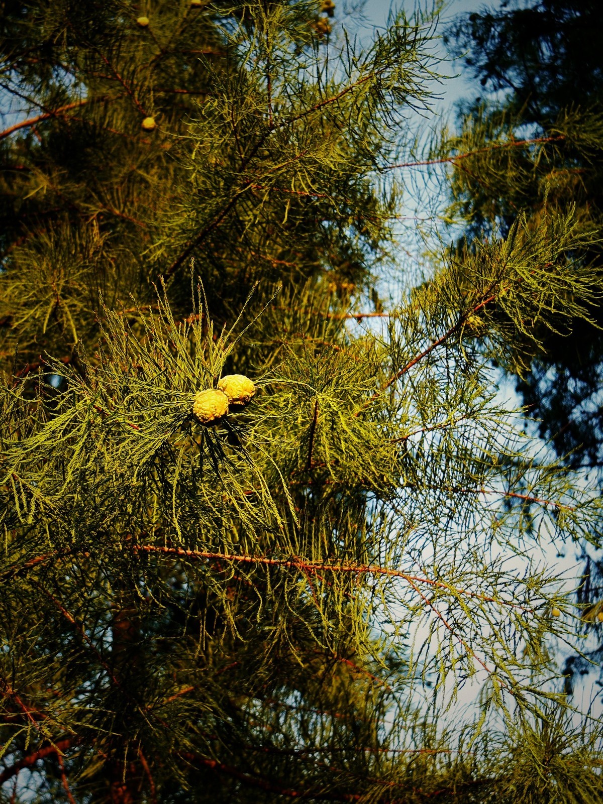 带NX500随拍几张