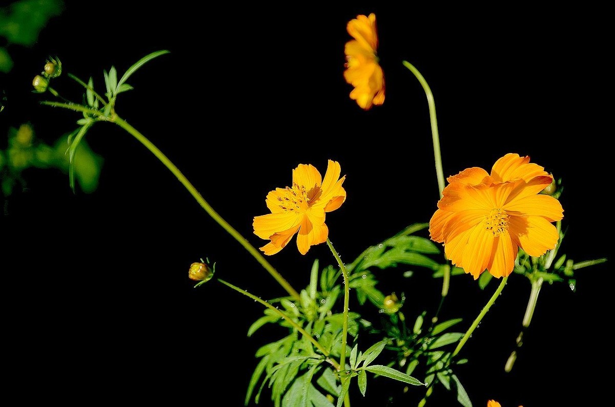 一组硫华菊；祝朋友们中秋节快乐