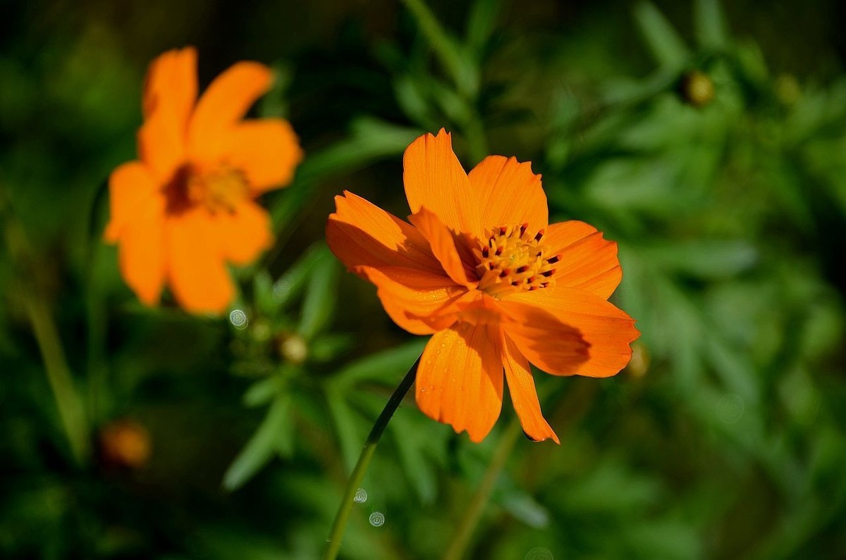 一组硫华菊；祝朋友们中秋节快乐