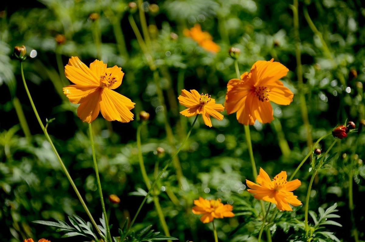 一组硫华菊；祝朋友们中秋节快乐