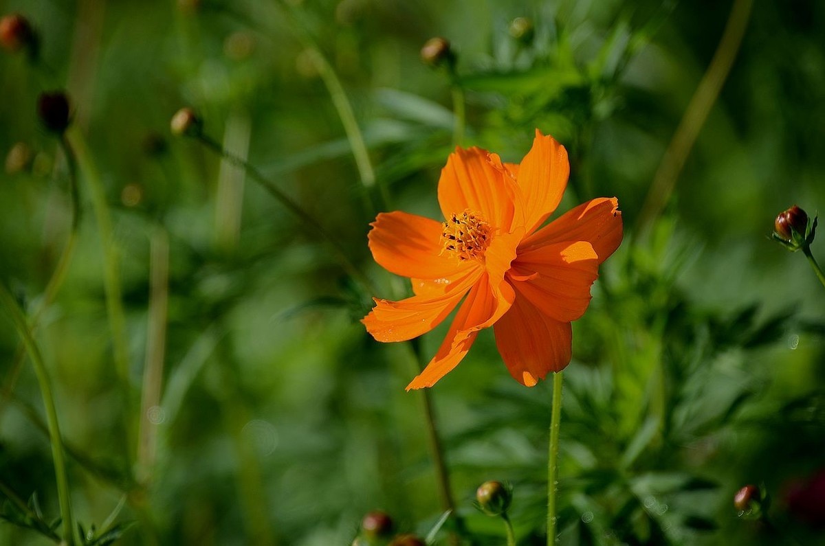一组硫华菊；祝朋友们中秋节快乐