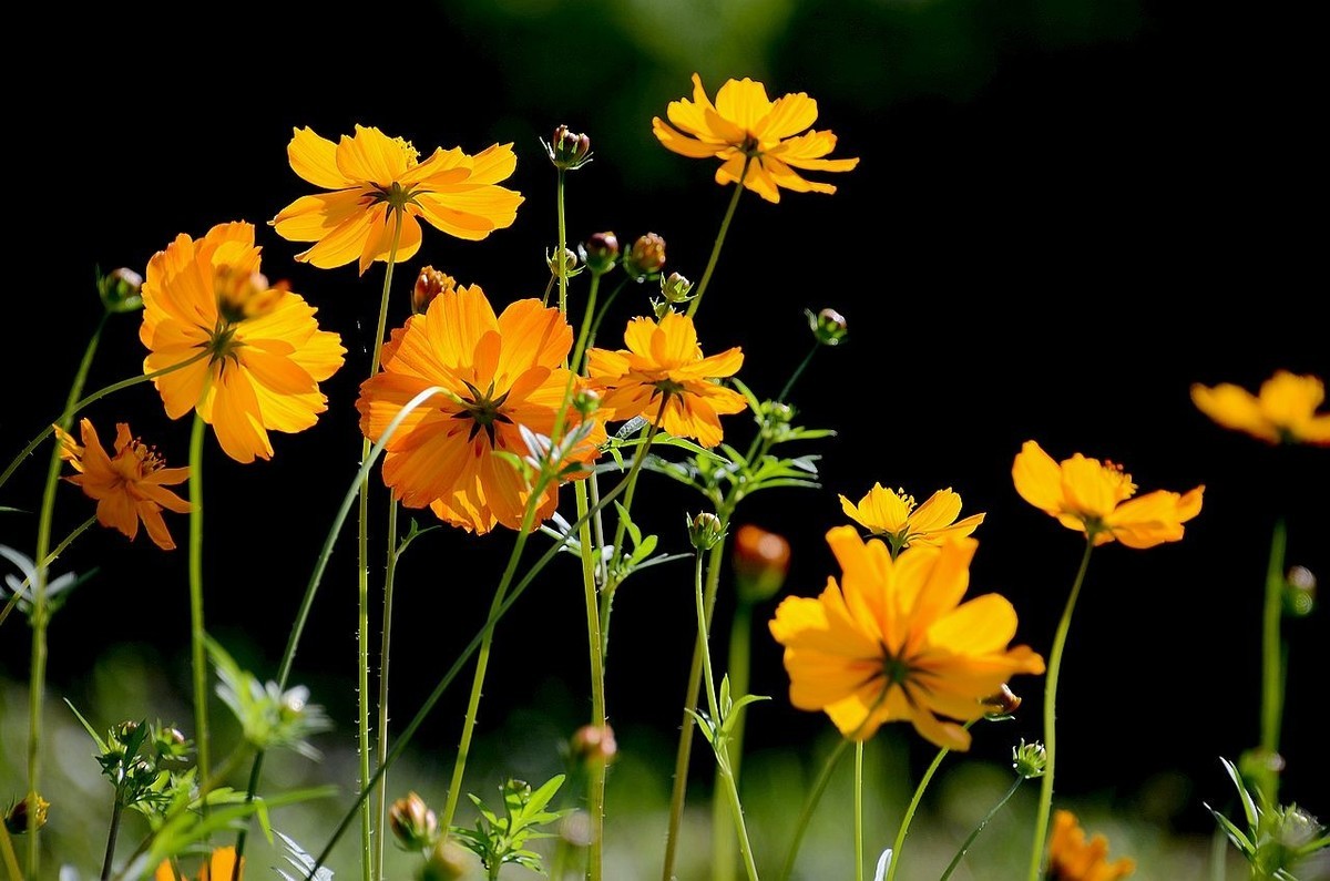 一组硫华菊；祝朋友们中秋节快乐