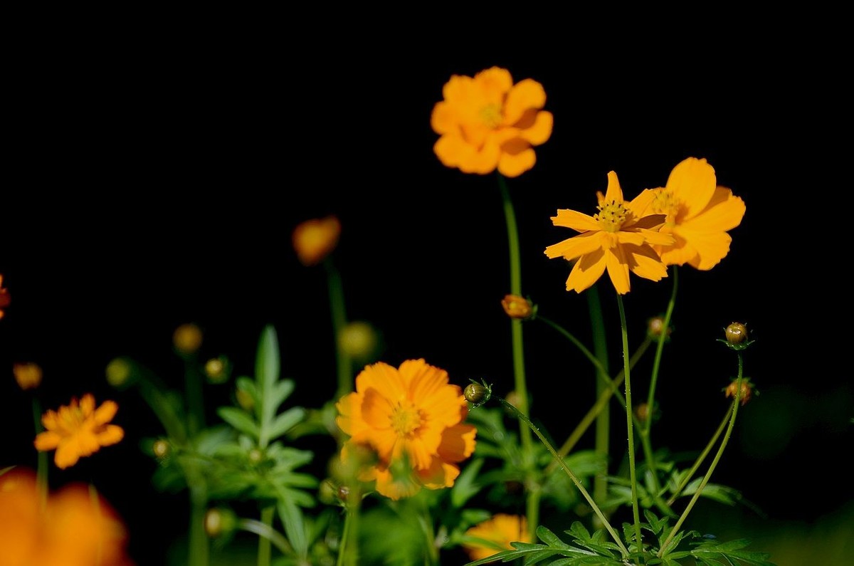 一组硫华菊；祝朋友们中秋节快乐