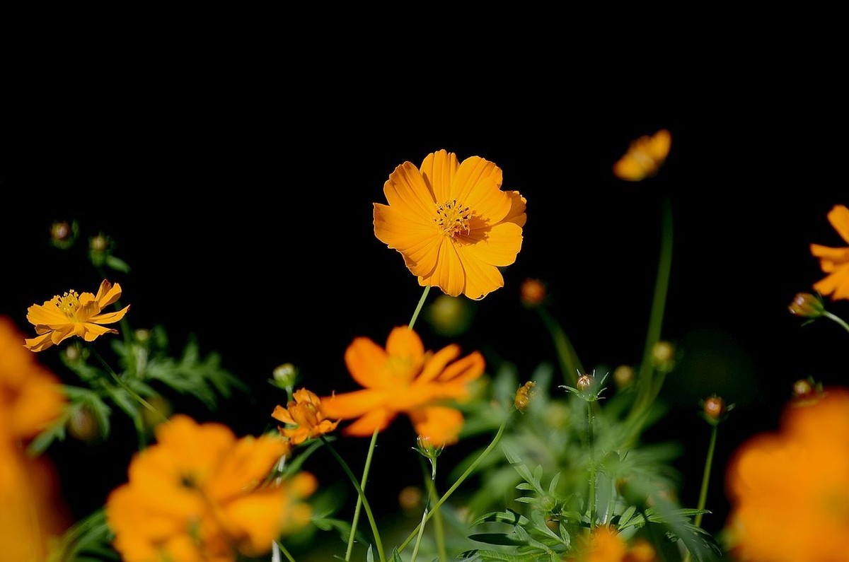 一组硫华菊；祝朋友们中秋节快乐