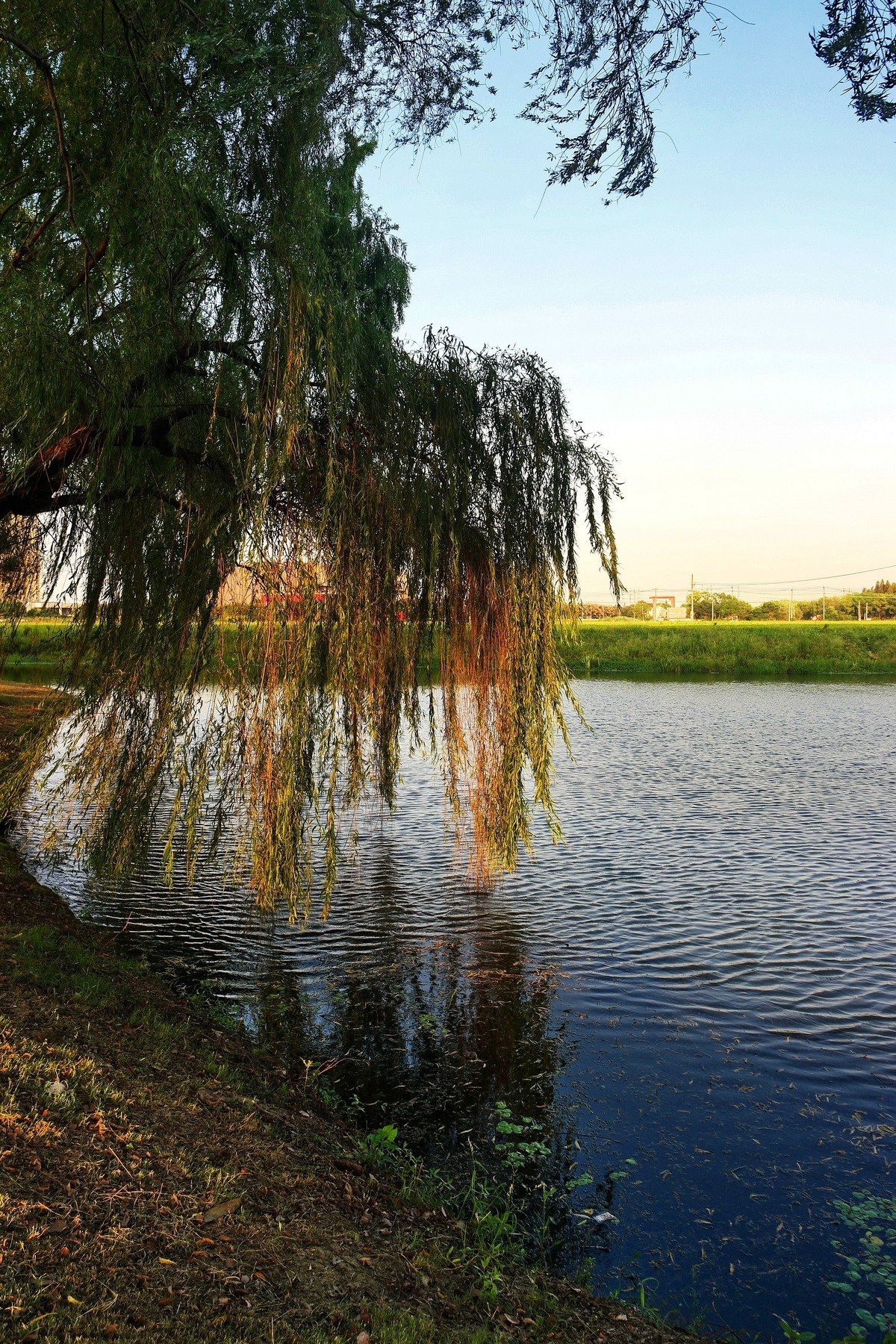 带NX500随拍几张