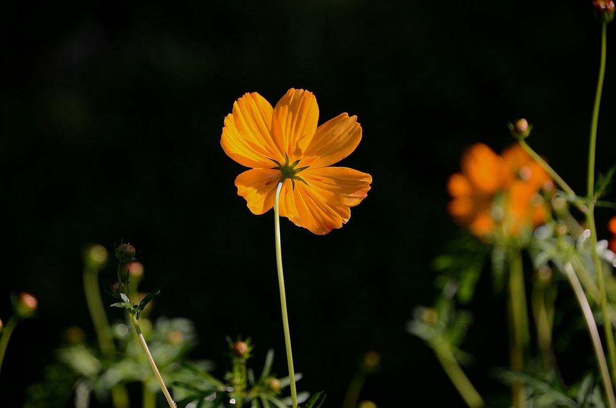 一组硫华菊；祝朋友们中秋节快乐