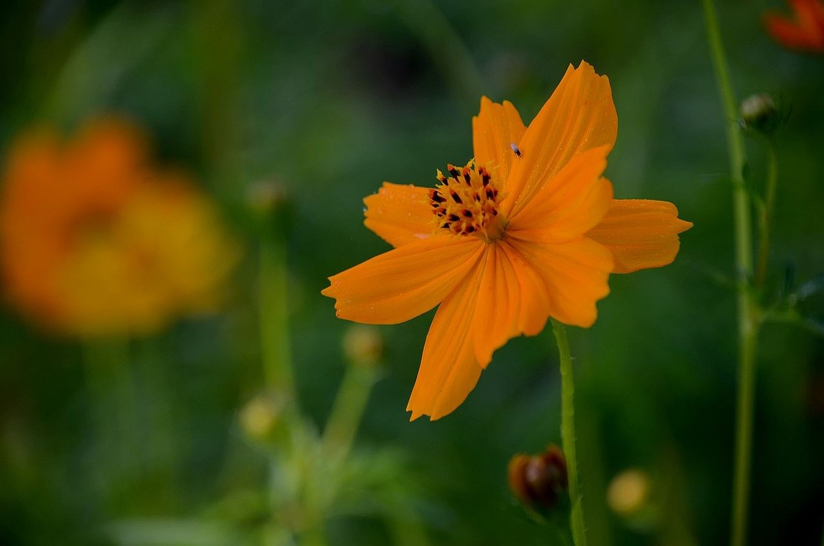 一组硫华菊；祝朋友们中秋节快乐
