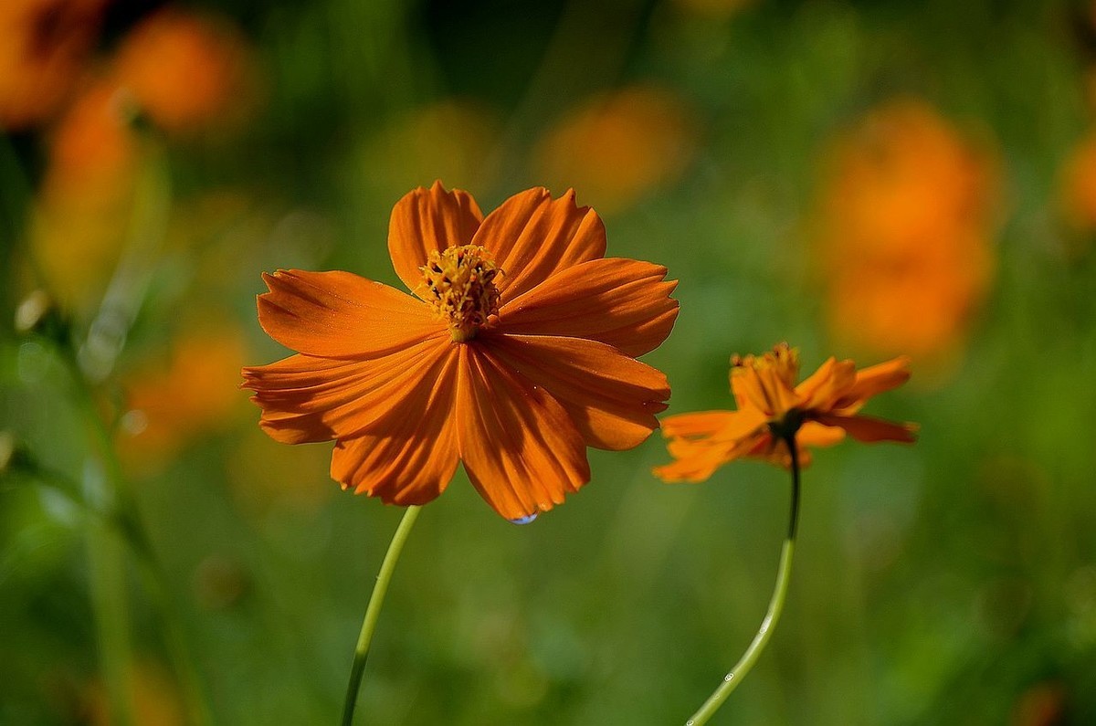 一组硫华菊；祝朋友们中秋节快乐