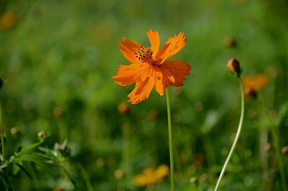一组硫华菊；祝朋友们中秋节快乐