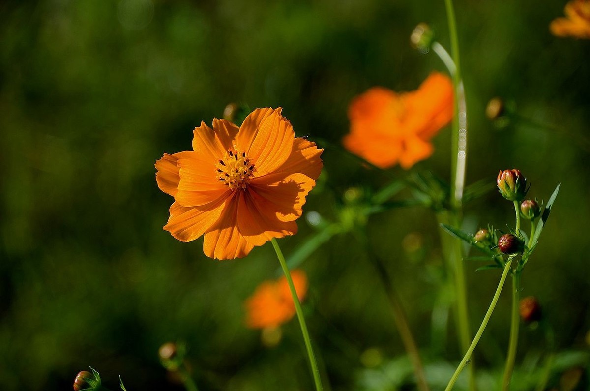 一组硫华菊；祝朋友们中秋节快乐