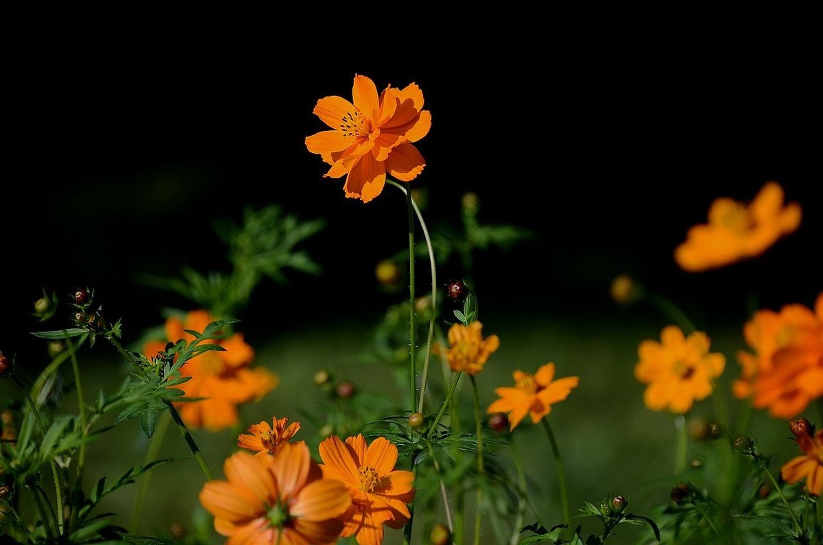 一组硫华菊；祝朋友们中秋节快乐