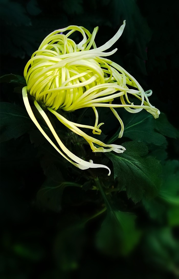 菊花
