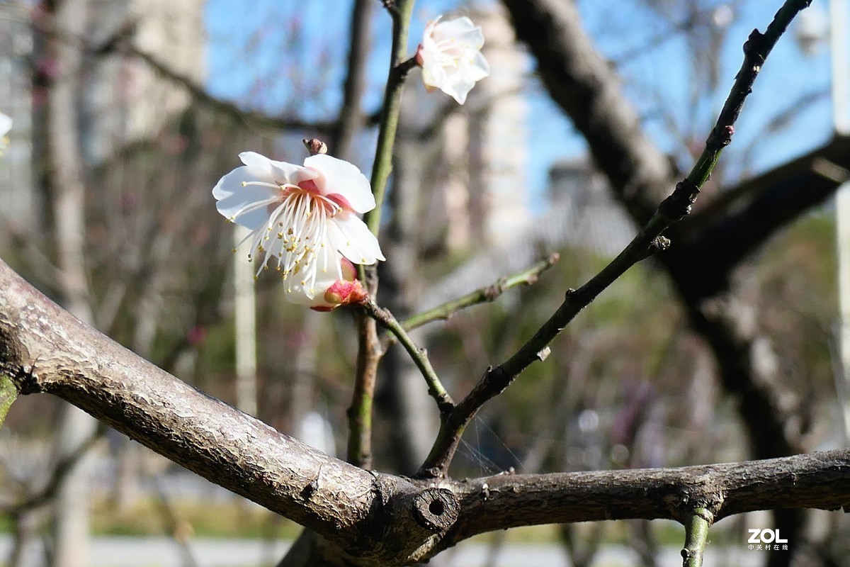 【梅姿艳香】——摄于上海伊利公园