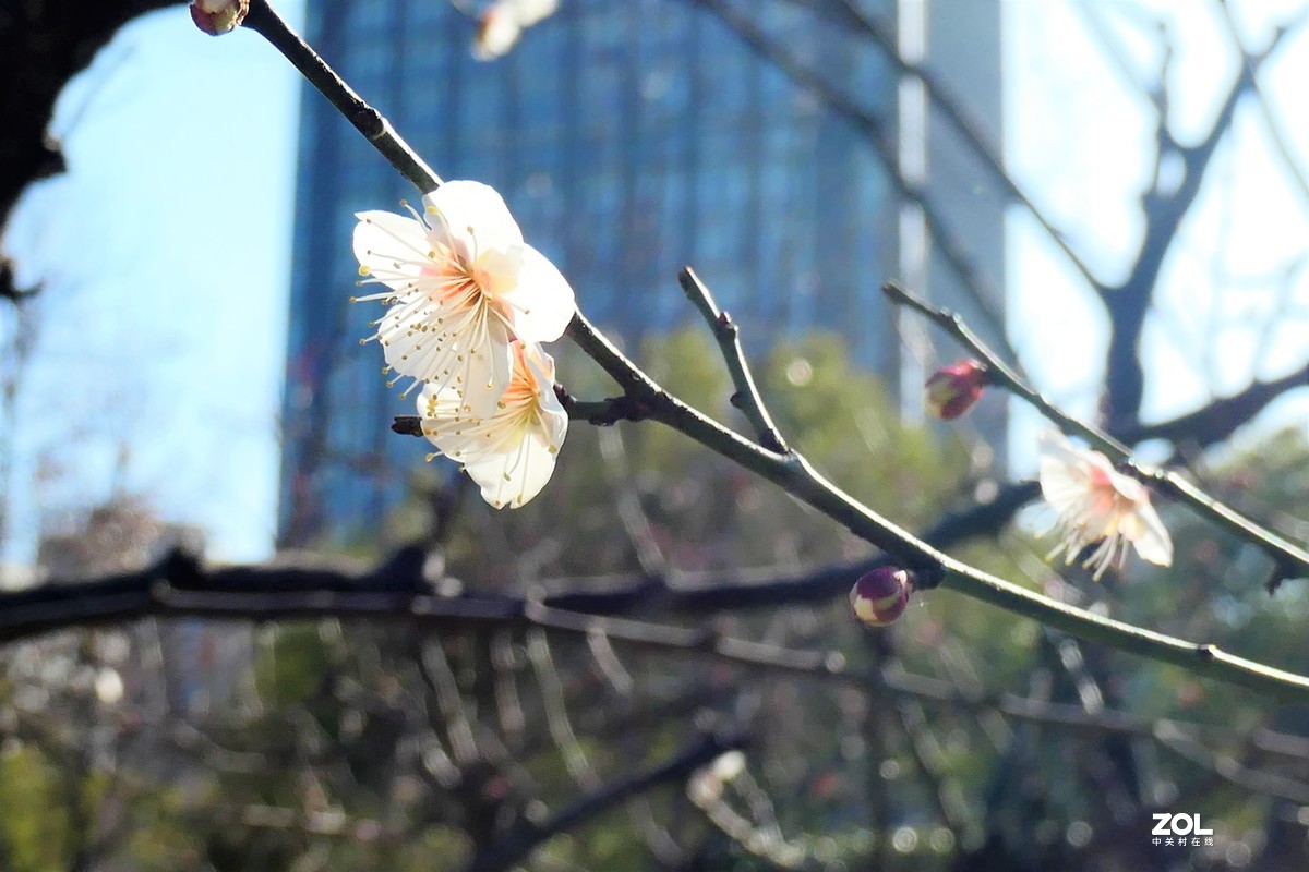 【梅姿艳香】——摄于上海伊利公园