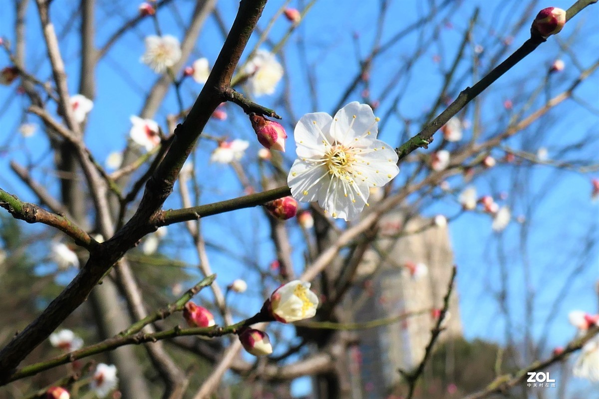 【梅姿艳香】——摄于上海伊利公园