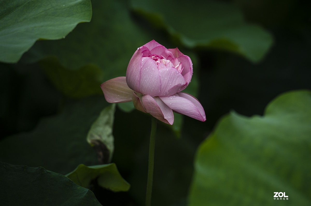 新荷带雨更妖娆