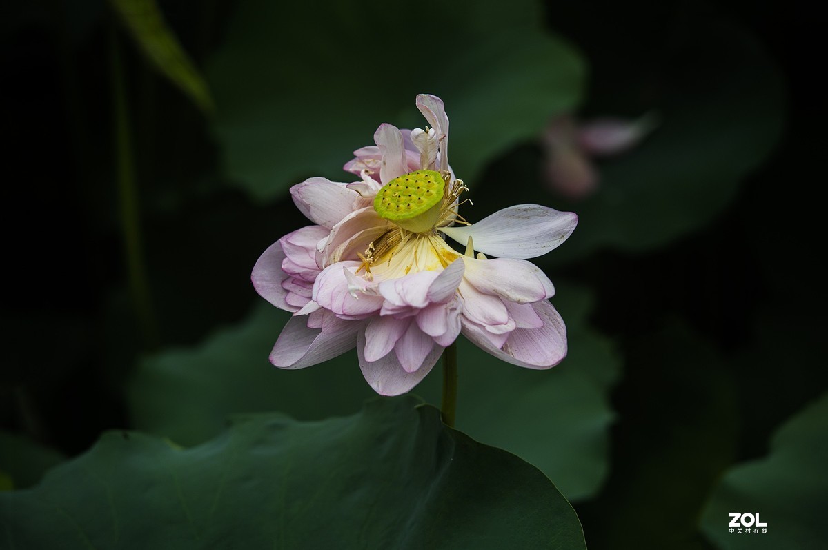 新荷带雨更妖娆
