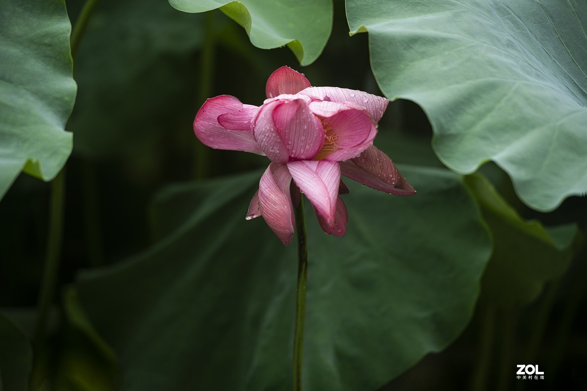 新荷带雨更妖娆