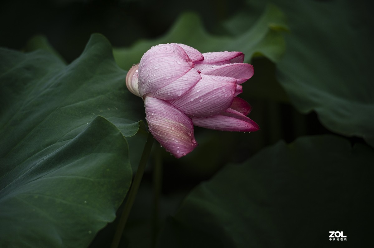 新荷带雨更妖娆