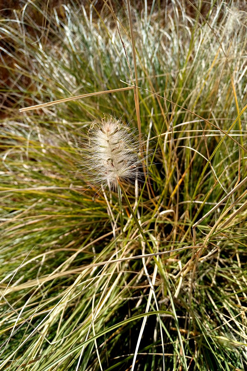 逛路没带相机，用手机拍了几张