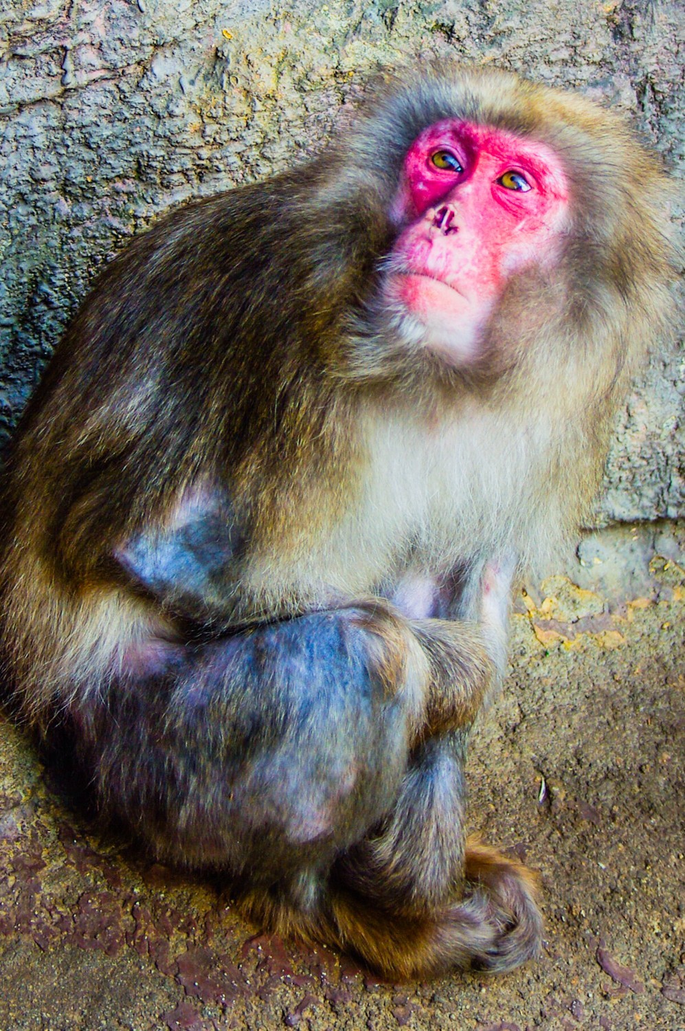 动物------猴、鹰、北极熊和浣熊
